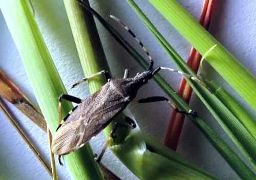 Réf. 230 340 : Dicranocephalus agilis